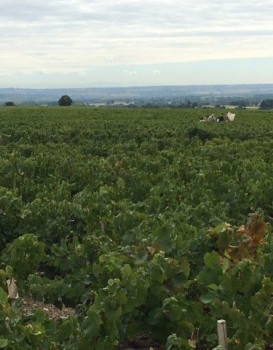 HARVESTS : BROUILLY