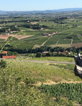 Vendanges 2018 : Brouilly