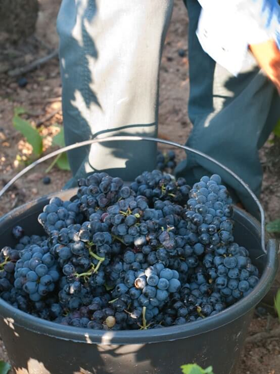 The Harvest