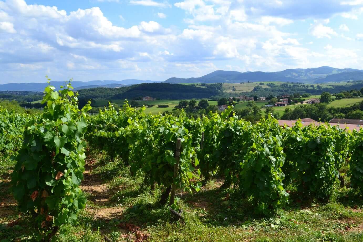 Our plot The bubbles and white Beaujolais