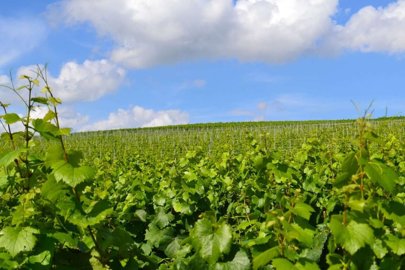 Nos parcelles Le Beaujolais