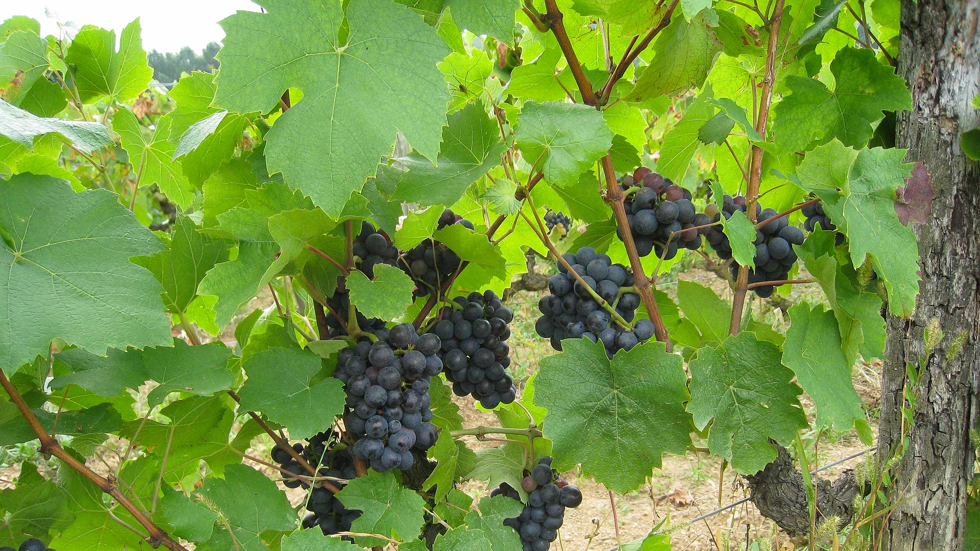 Философия От виноградарства до ассамбляжа