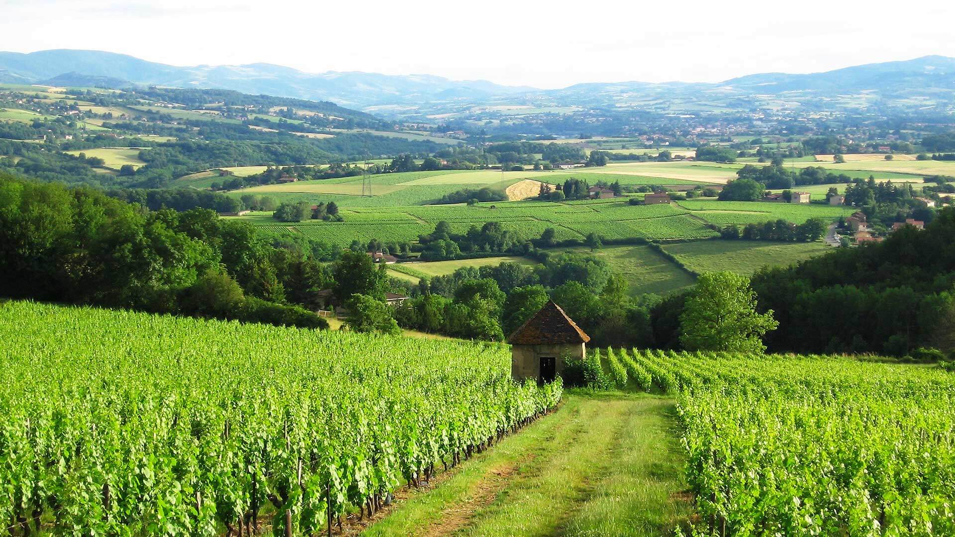 Le tourisme et la gastronomie en Beaujolais Tourisme & gastronomie