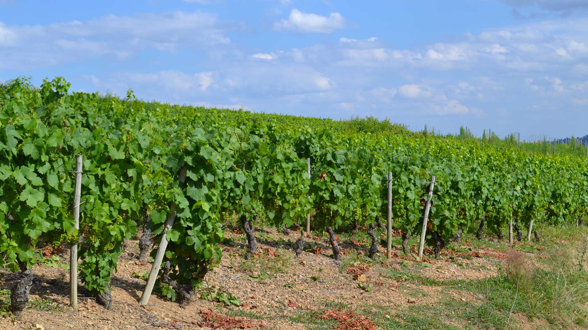 Notre domaine Les vignes & terroirs