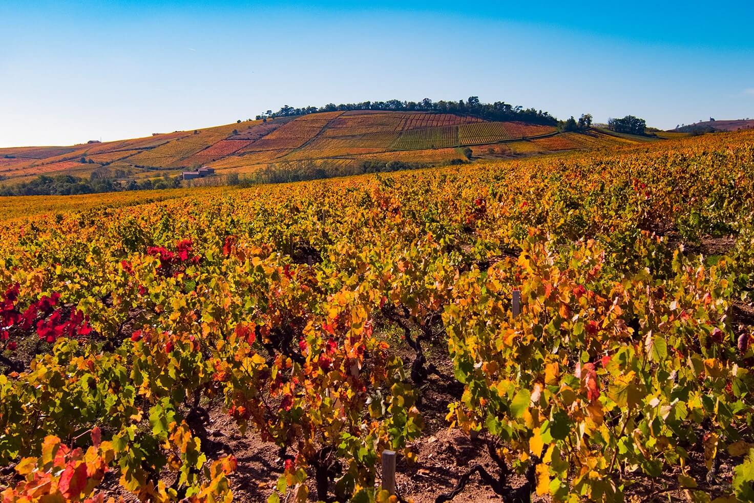 Nos parcelles Les Crus du Beaujolais