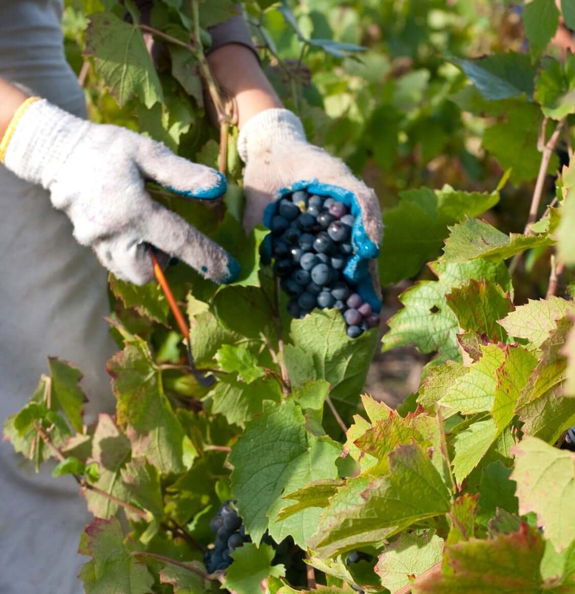 La cueillette - Culture de la vigne du Domaines CHERMETTE.