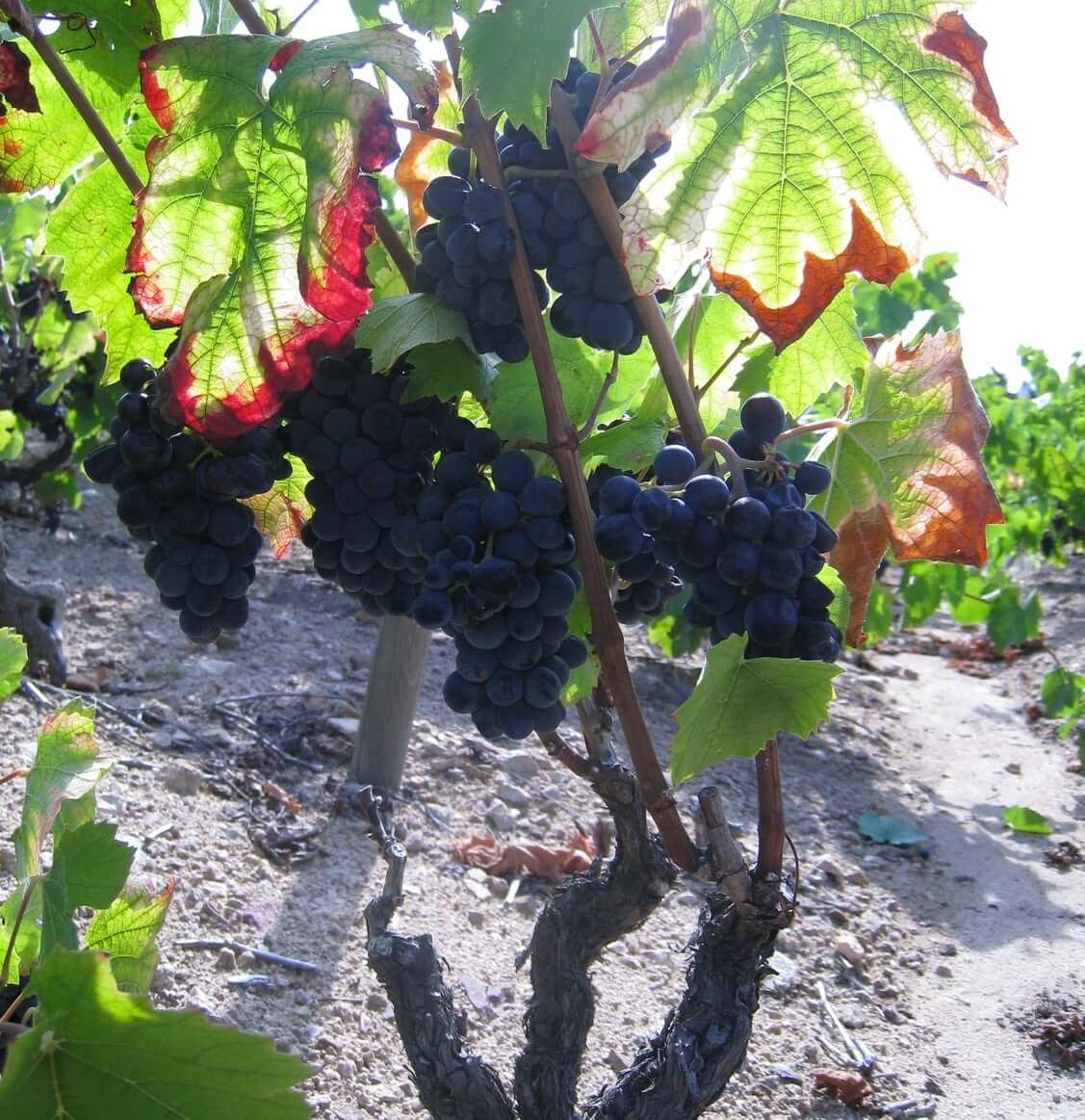 Nos pieds de vigne - Culture de la vigne du Domaines CHERMETTE.