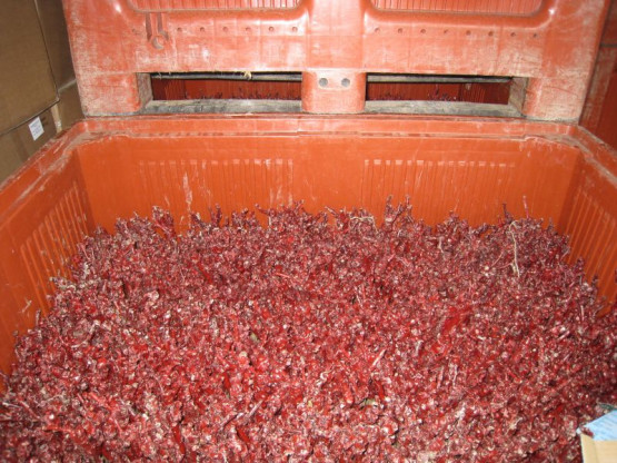 PLANTATION DES NOUVELLES VIGNES DE GAMAY - JUIN 2014