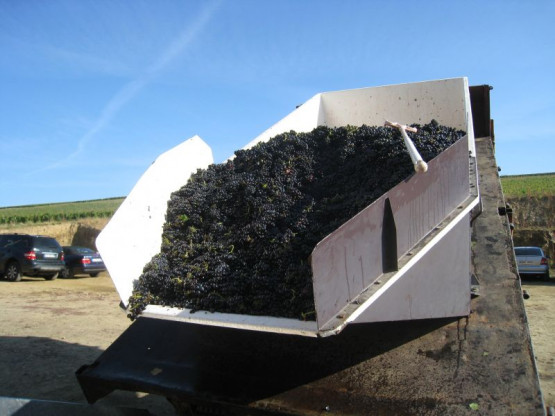 VENDANGES 2014