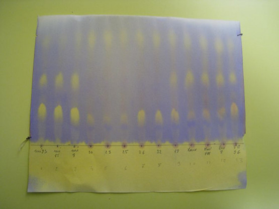 LES FERMENTATIONS MALO-LACTIQUES SE TERMINENT - 12 OCTOBRE 2015