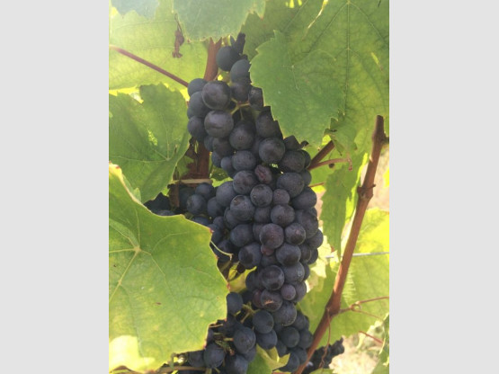 VENDANGES 2016 du 17 septembre au 7 octobre