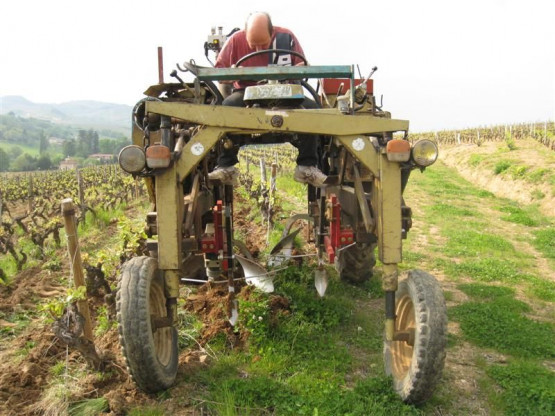 Tilling or shallow ploughing between the vines - April, 2010