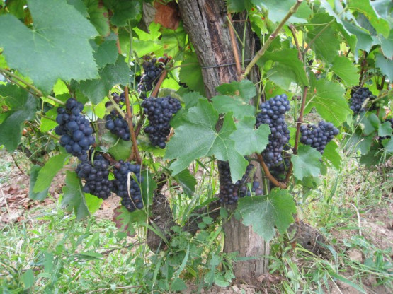 Domaine du Vissoux : Août 2012