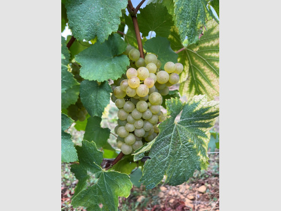 Vendanges 2025 – Domaine Famille Chermette