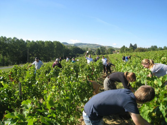 Harvest Chardonnay for sparkling : 23 / 24 / 25 September