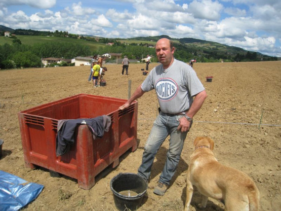 PLANTATION DES NOUVELLES VIGNES DE GAMAY - JUIN 2014