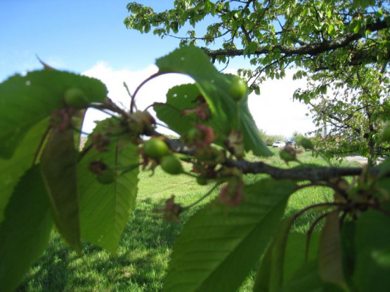 Domaine du Vissoux : La vigne au 19 avril 2012