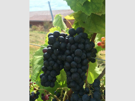VENDANGES 2016 du 17 septembre au 7 octobre