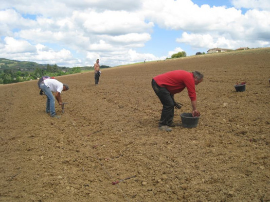 PLANTATION DES NOUVELLES VIGNES DE GAMAY - JUIN 2014