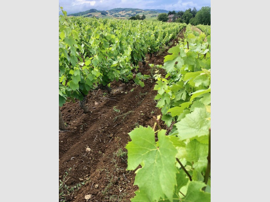 La vigne pousse bien !