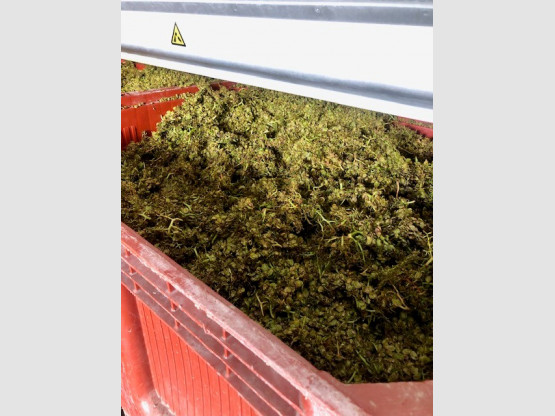 RECOLTE DES CHARDONNAYS