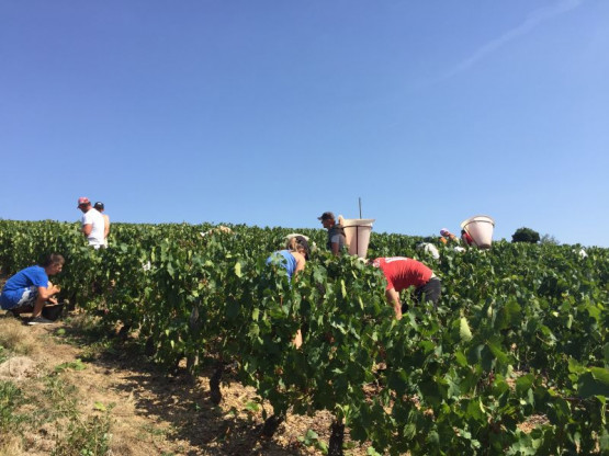 VENDANGES 2016 du 17 septembre au 7 octobre