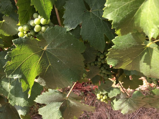 JUILLET 2015 : UNE ANNEE PRECOCE ET DE QUALITE