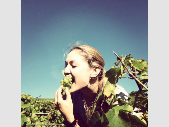 VENDANGES  23 SEPTEMBRE - 15 OCTOBRE 2013
