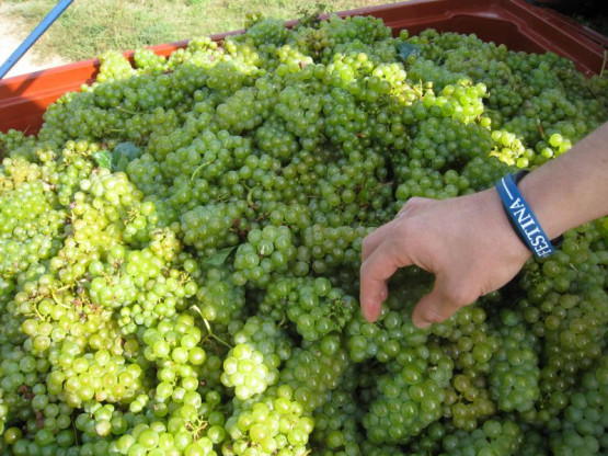 10 septembre 2012 : le début des vendanges