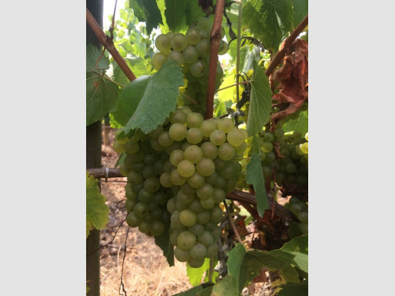 HARVEST 2016 from the 17th of September to the 7th of October