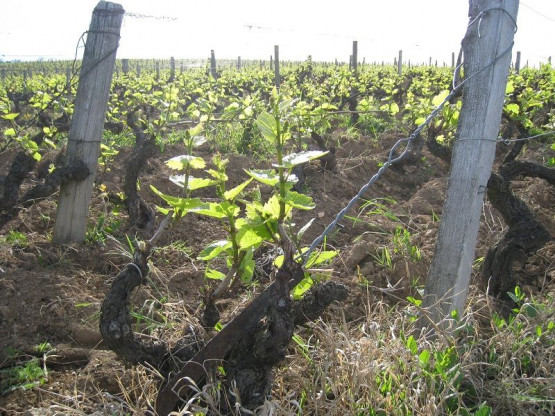 Domaine du Vissoux : May 2012