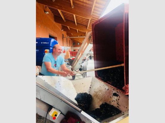 Vendanges 2018 : Moulin-à-Vent