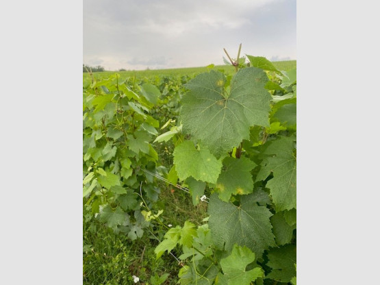 LA VIGNE EVOLUE VITE.