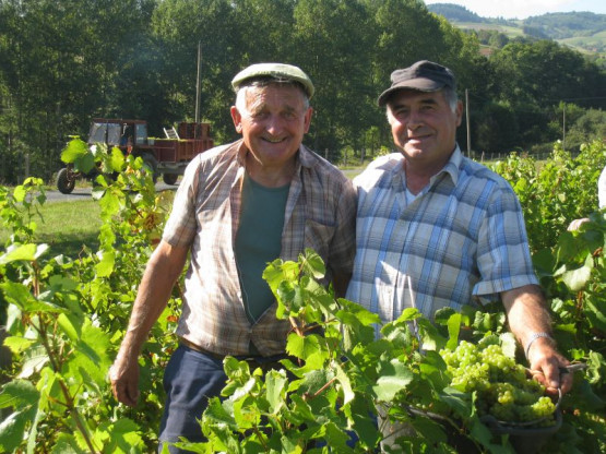 Ramassage du Chardonnay pour le crémant : 23 / 24 / 25 septembre
