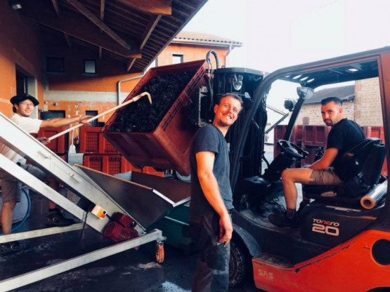 Vendanges 2018 : Saint-Amour