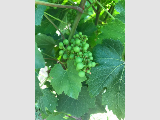 Les vignes à Saint-Vérand