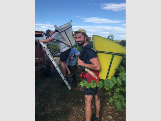 Begining of the harvest