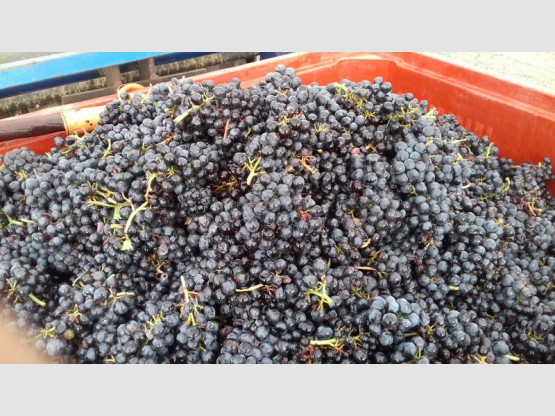 HARVEST 2017 : Crus from September 13th to 22nd