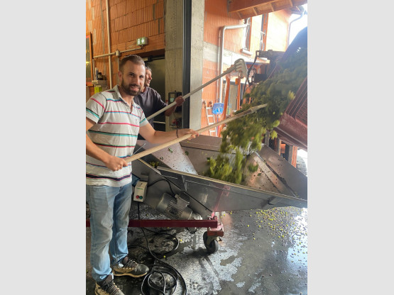 The 2024 grape harvest has begun!