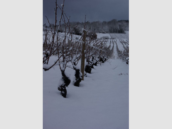 Balades à Saint Vérand Cadoles et Sens 23 et 24 mai