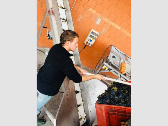 Harvest 2018 : Brouilly