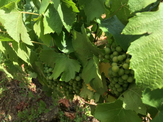 JUILLET 2015 : UNE ANNEE PRECOCE ET DE QUALITE