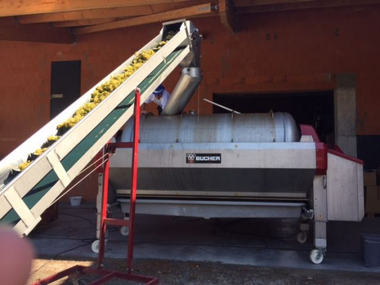 DEBUT DES VENDANGES 25 AOUT 2015