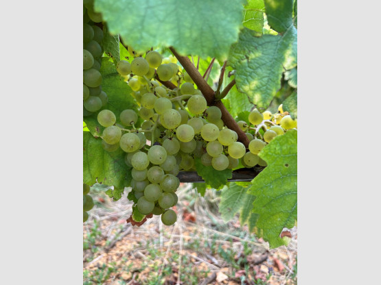 Vendanges 2025 – Domaine Famille Chermette