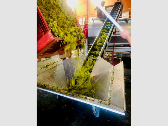 VENDANGES CHARDONNAY