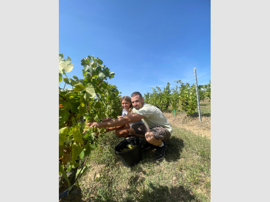 LE CHARDONNAY EST ARRIVE !