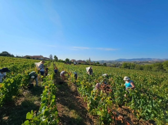VENDANGES A OINGT AVEC VUE PANORAMIQUE