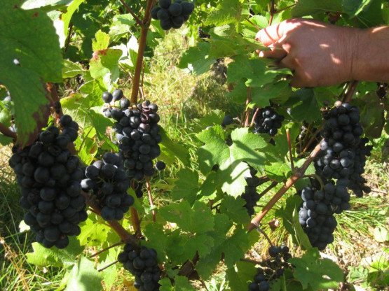 VENDANGES 2014
