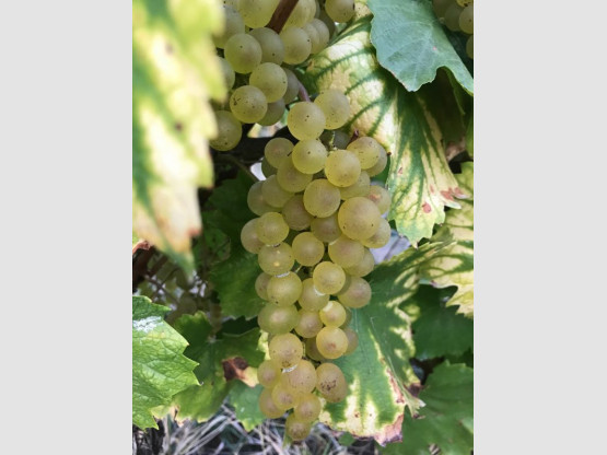Harvest 2018 : Chardonnay