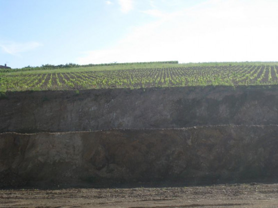 OU EN SONT LES" 24 000 BEBES VIGNE" ? JUILLET 2014